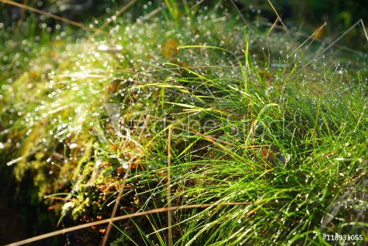 Picture of Fresh grass with dew drops